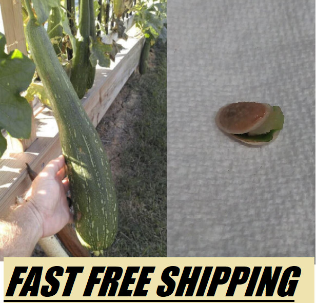 10+ 2023 USA LUFFA GOURD SEEDS LOOFAH SPONGE DISHCLOTH FREE SHIPPING NON-GMO