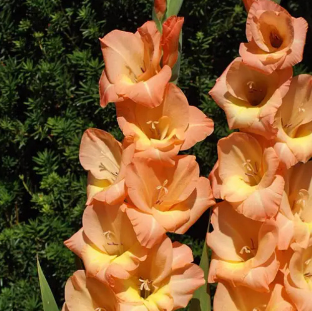 10 Pack Mix Gladiolus “Ivory Priscilla, Las Vegas, Esta Bonita” Corms Bulbs