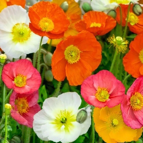 Poppy Seeds For Planting 20,000+ Icelandic Mixed Color Poppies Fast US Shipping