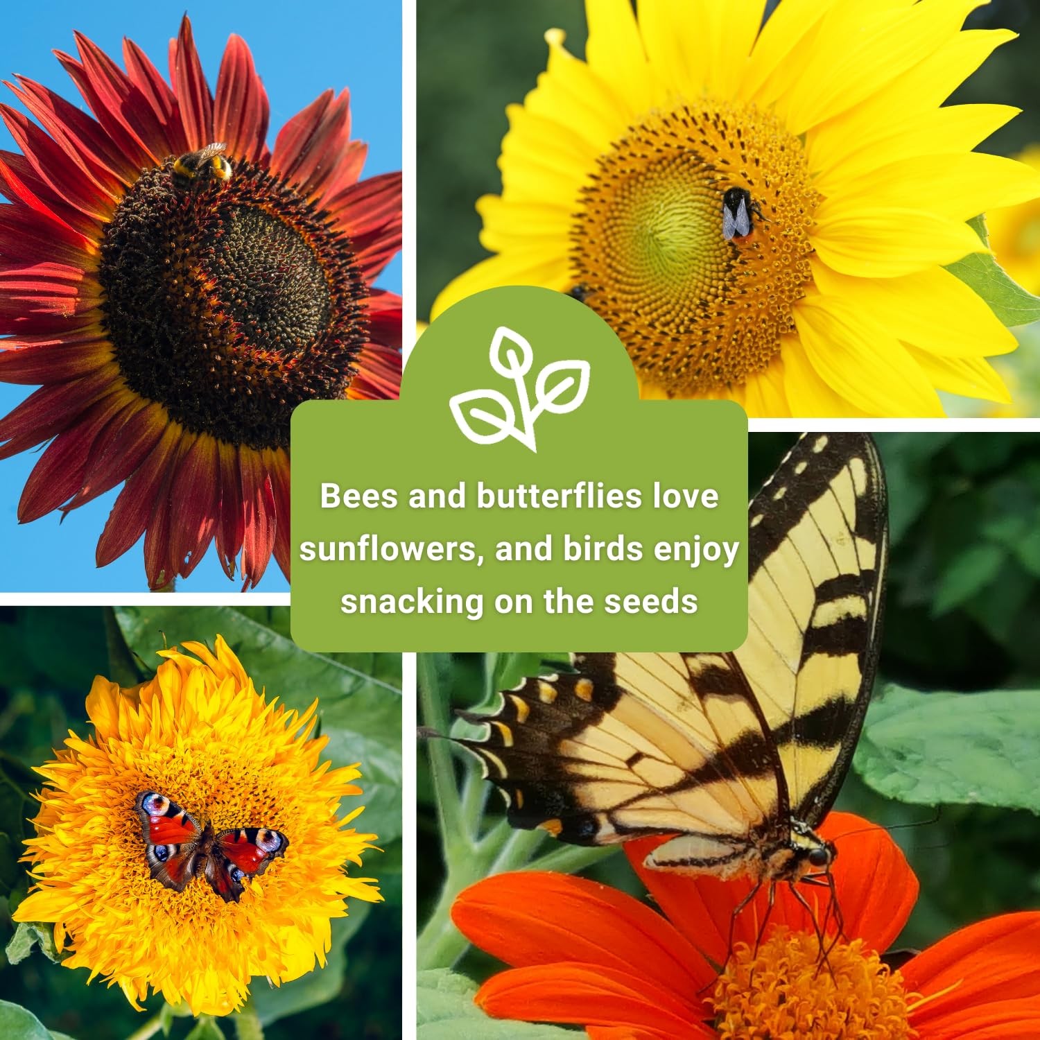 Large Sunflower Seed Collection 6 Varieties NonGMO Heirloom for Garden Planting