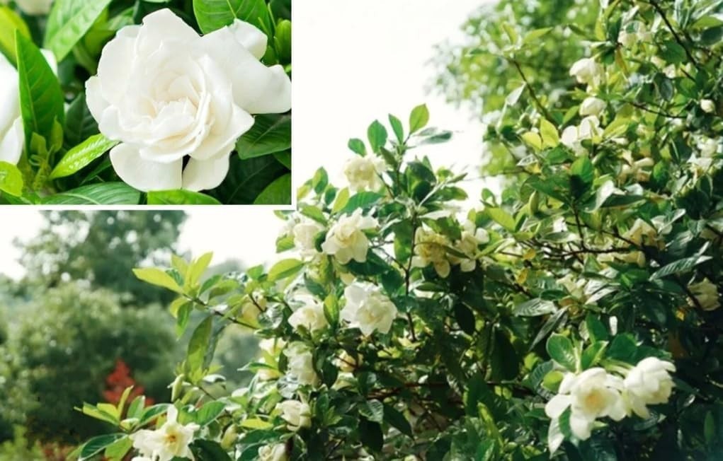 100PCS Gardenia Jasminiodes Seeds Cape Jasmine Fragrant Shrub Seeds Heirloom