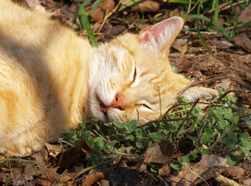 CATNIP * 100 SEEDS*