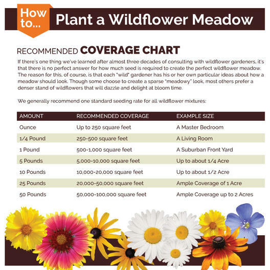 Clover CRIMSON RED Flowers legume adds Nitrogen Pollinators Non-GMO 1000+ Seeds!