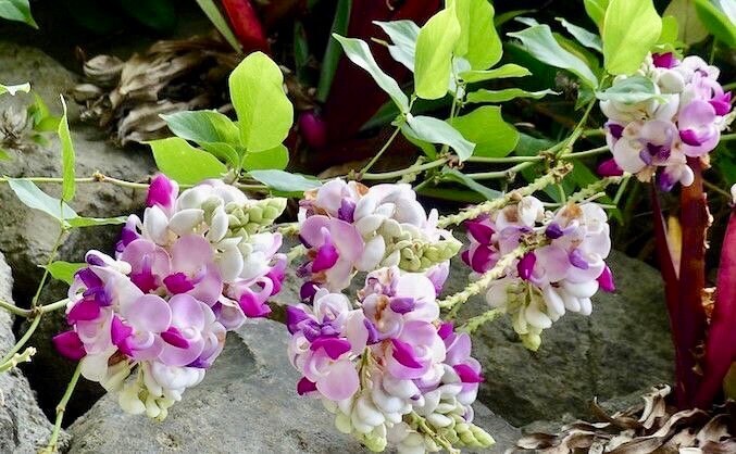 Snail Vine Seeds ~ Vigna Caracalla ~ Fragrant ~ Garden ~ Exotic ~ Unique ~