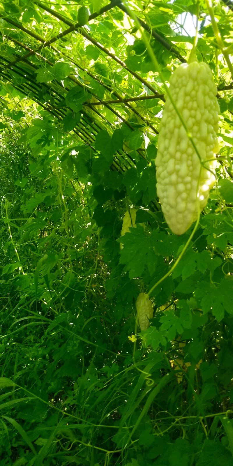 Jyunpaku Okinawan Pure White Bitter Melon ~ 3 to 50 seeds ~ Organic Heirloom~