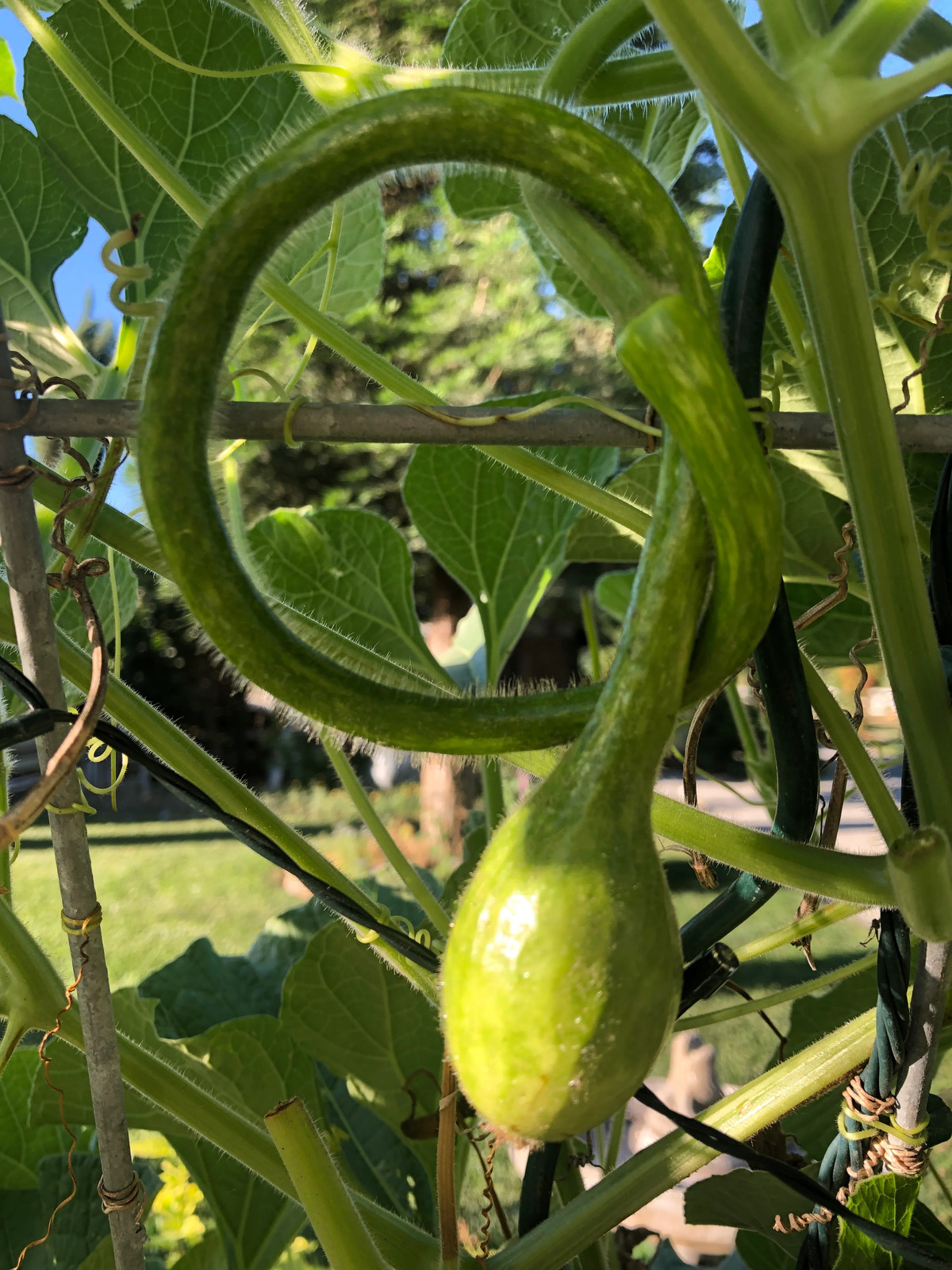 Long-Handled Dipper Gourd Seeds – For 2025 Planting Lagenaria Bottle Ornamental