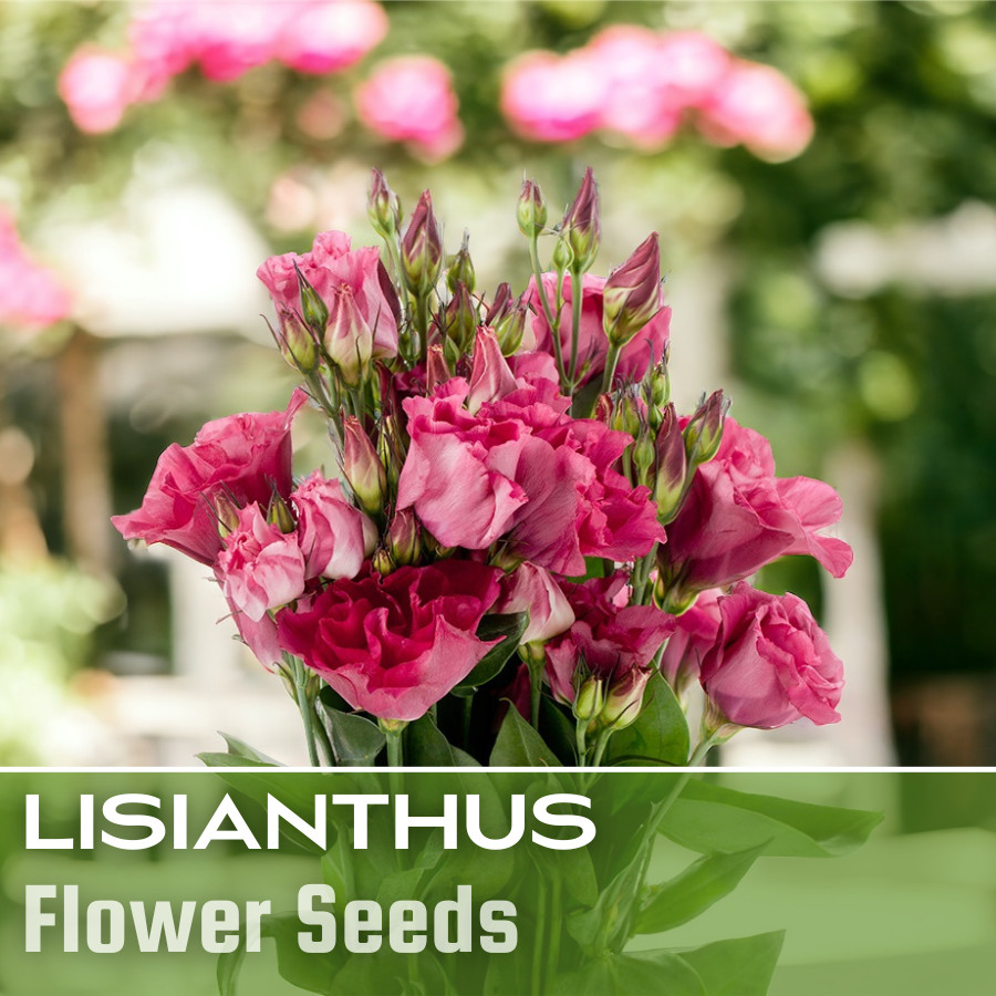 Lisianthus Seeds – 100 Seeds Garden Bloom Flower Seed Flowers Non Gmo Heirloom