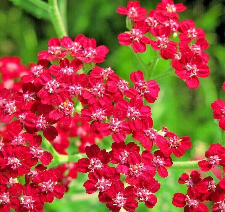 RUBRA YARROW Seeds *FREE Shipping!* Achillea Millefolium Non-GMO Herb Seeds