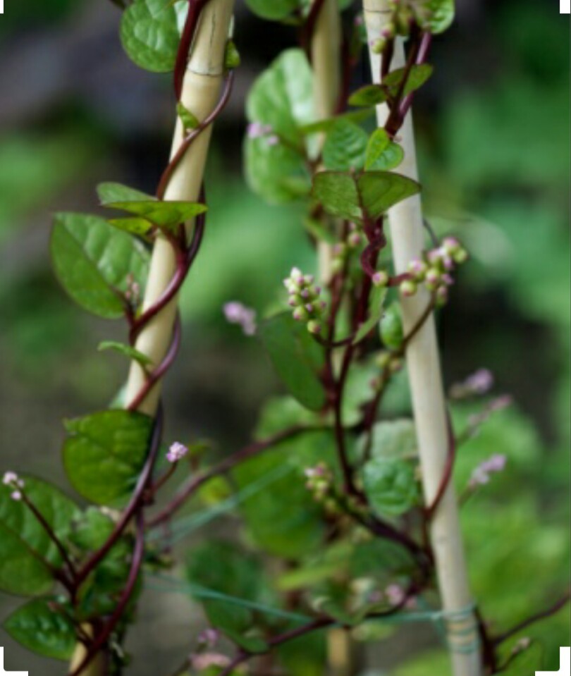 30 Red Malabar Spinach Seeds-NON GMO-Open Pollinated-Organic.