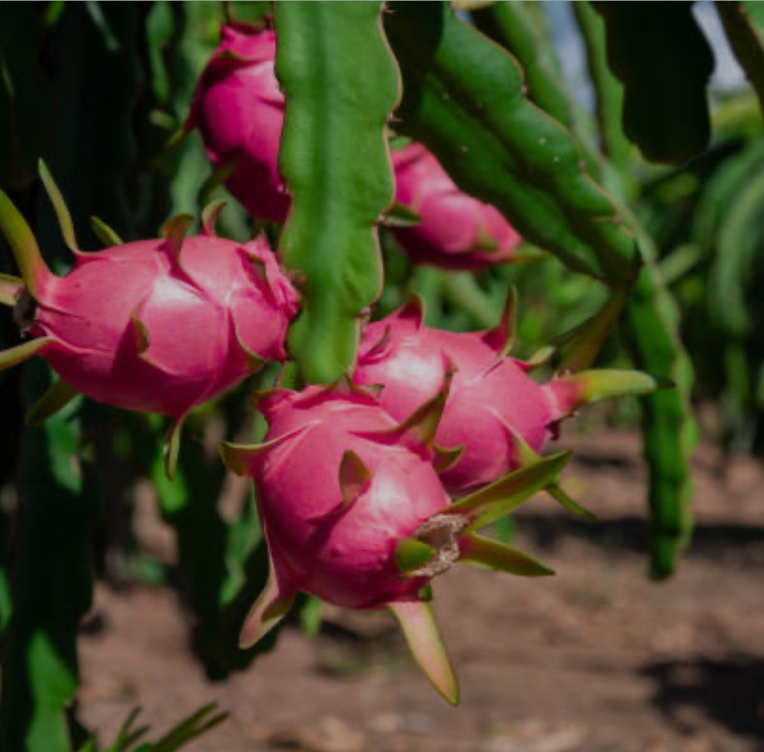 Dragon fruit plant cactus 7-12 inches