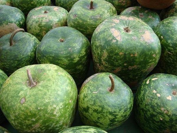 Lagenaria siceraria | Hard-shelled Gourd | Calabash | Tinda Gourd Apple | 5 See