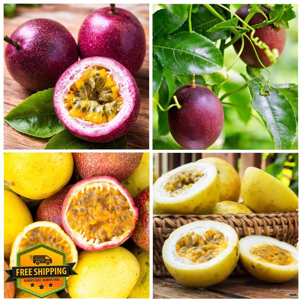 Carpet Creeping Yellow Passion Fruit Seeds