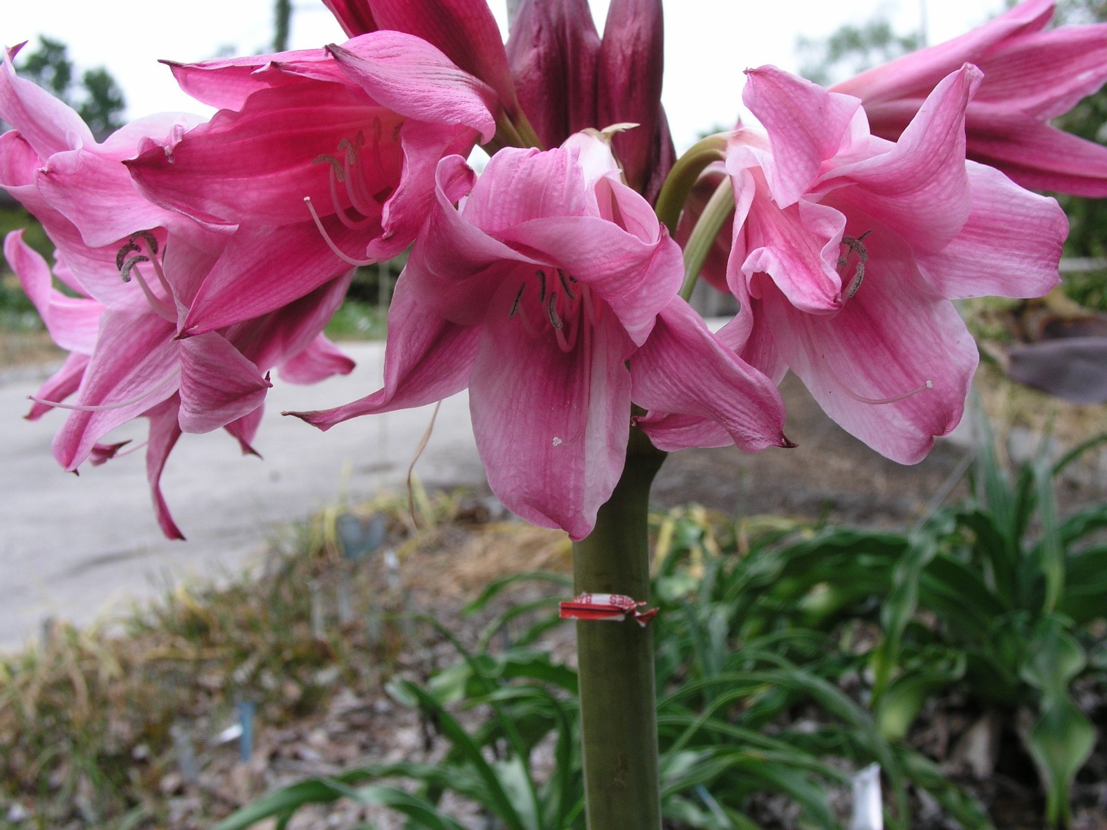 Crinum Lily, Carnival #02, medium-size bulb, NEW, stunning, RARE