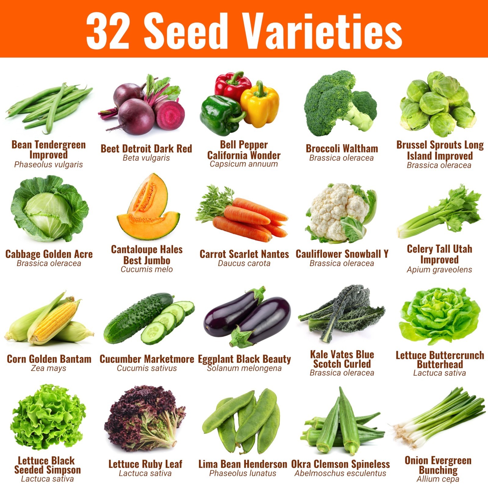 15,000 Heirloom Seeds – 32 Varieties, Non-GMO Survival Seeds for Indoor & Outdoo