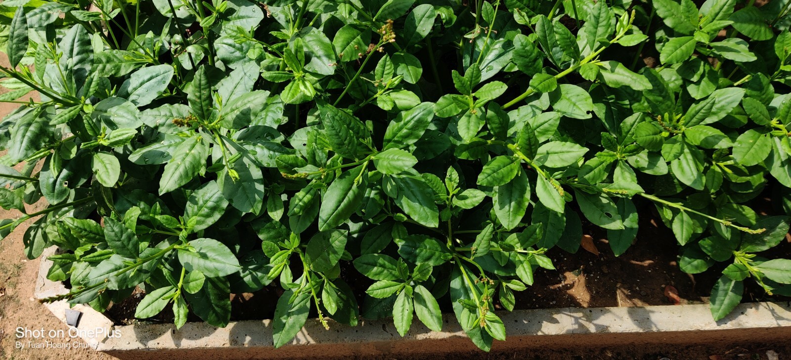 800+ Jewels of Opar / Talinum Paniculatum / Edible Herb Ginseng Seeds/ Sâm Đất