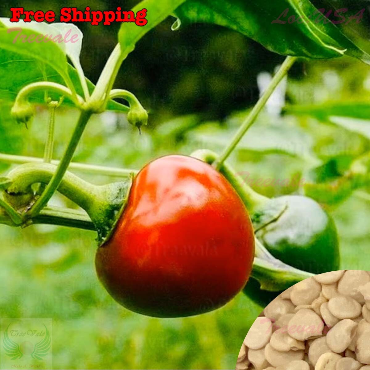 Red Hot Cherry Pepper Seeds | Red Cherry Hot Pepper Seeds, Primenta | NON-GMO