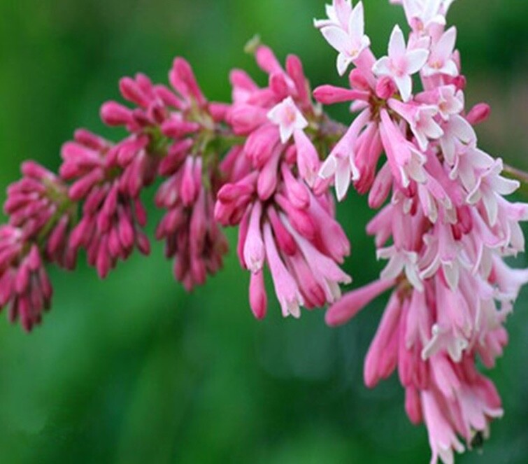 20 SEEDS for FUCHSIA RED PINK LILAC rare flowering exotic plant bush USA Seller