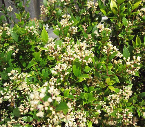 Syzygium smithii | Narrow-Leaved Lilly Pilly | Monkey Apple | 5 Seeds