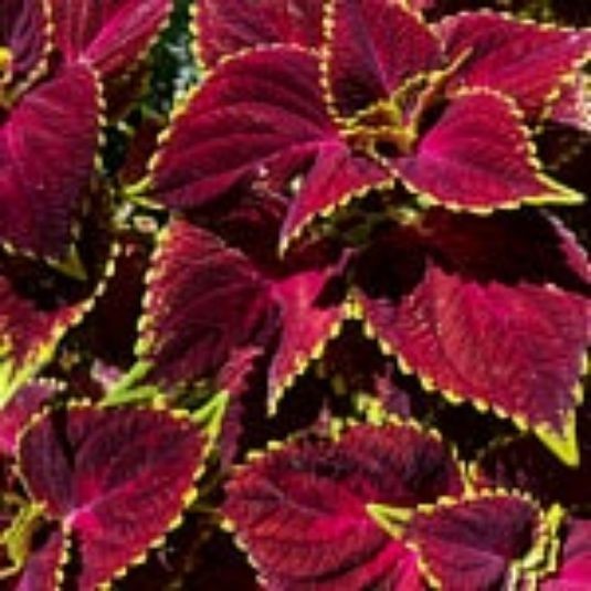 25 Coleus Seeds – Bold Foliage Plant – Easy-to-Grow for Garden