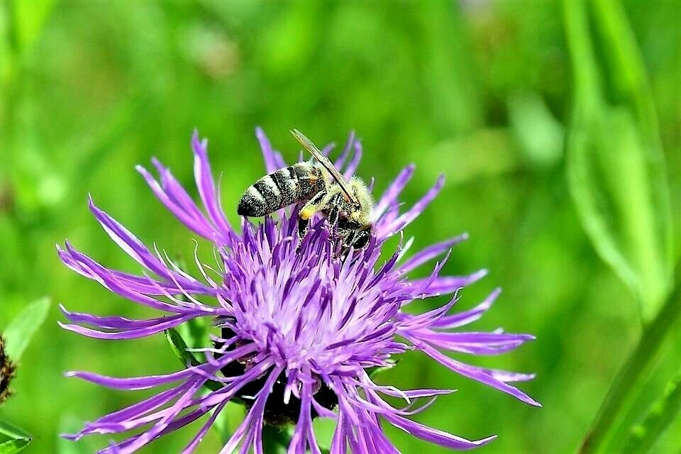 25 AMERICAN ROSE BASKET FLOWER SEEDS Centaurea americana Cold Hardy Garden Plant