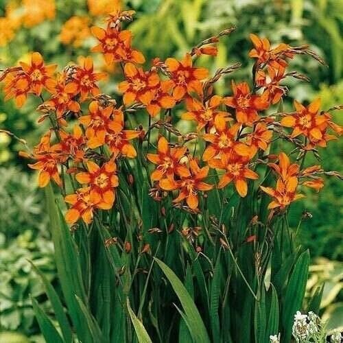 3 “Emily Mckenzie” Crocosmia Bulbs (Not Plants)- Top Size 6+ cm – US Seller