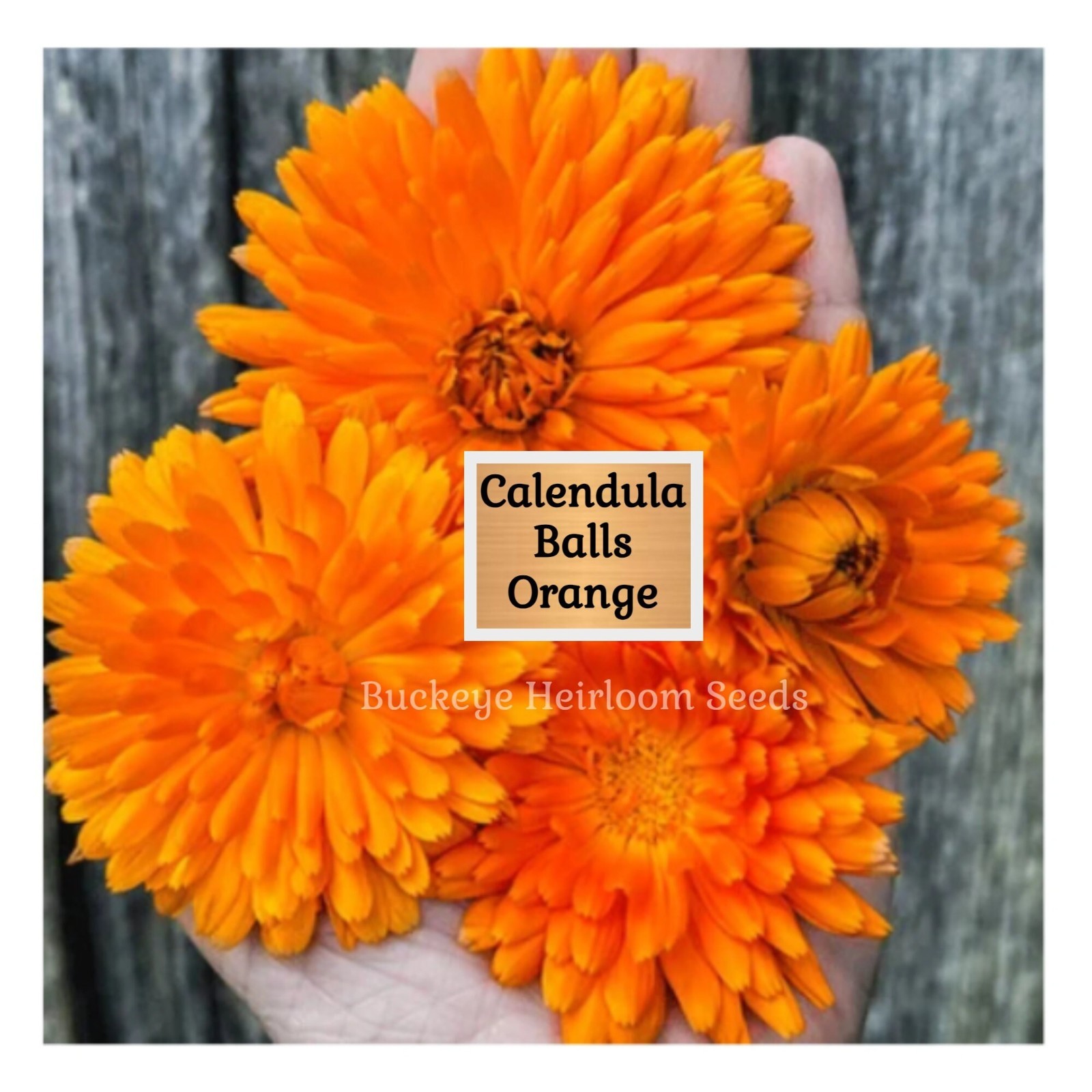 Calendula Flower Seeds – Ball’s Orange – 50 Healing Herb Seeds – Edible