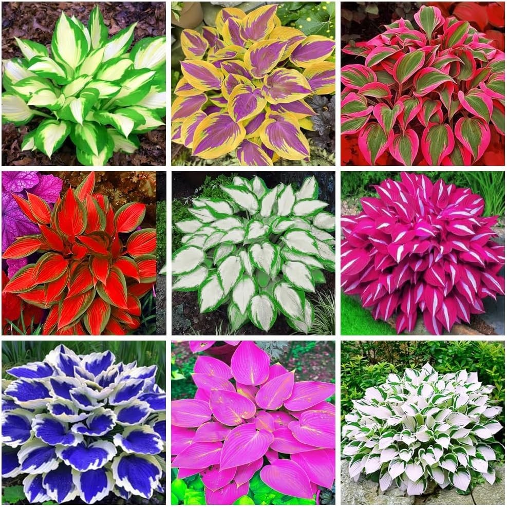 Hosta Seeds – 100+ Yellow Purple Hosta Plants Seeds for Planting Outdoor