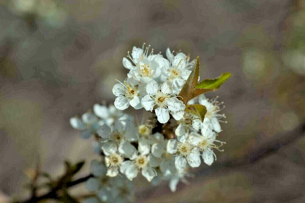 Pin Cherry Tree | Premium Seeds | Prunus pensylvanica ‘Spring’ | Plants’®