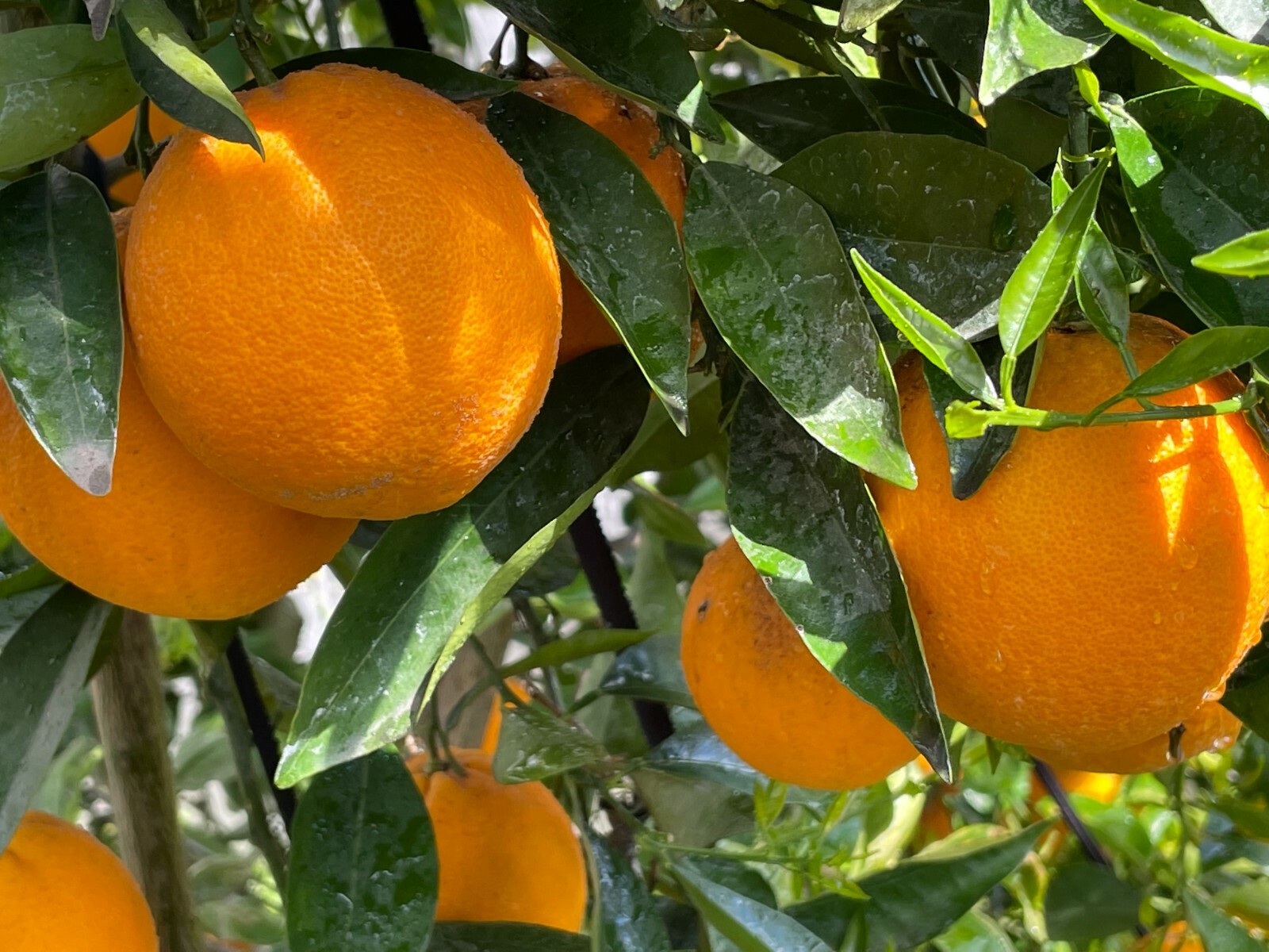 1 Ruby Valencia’ Sweet Orange Tree, Cuttings Rooted Orange Tree