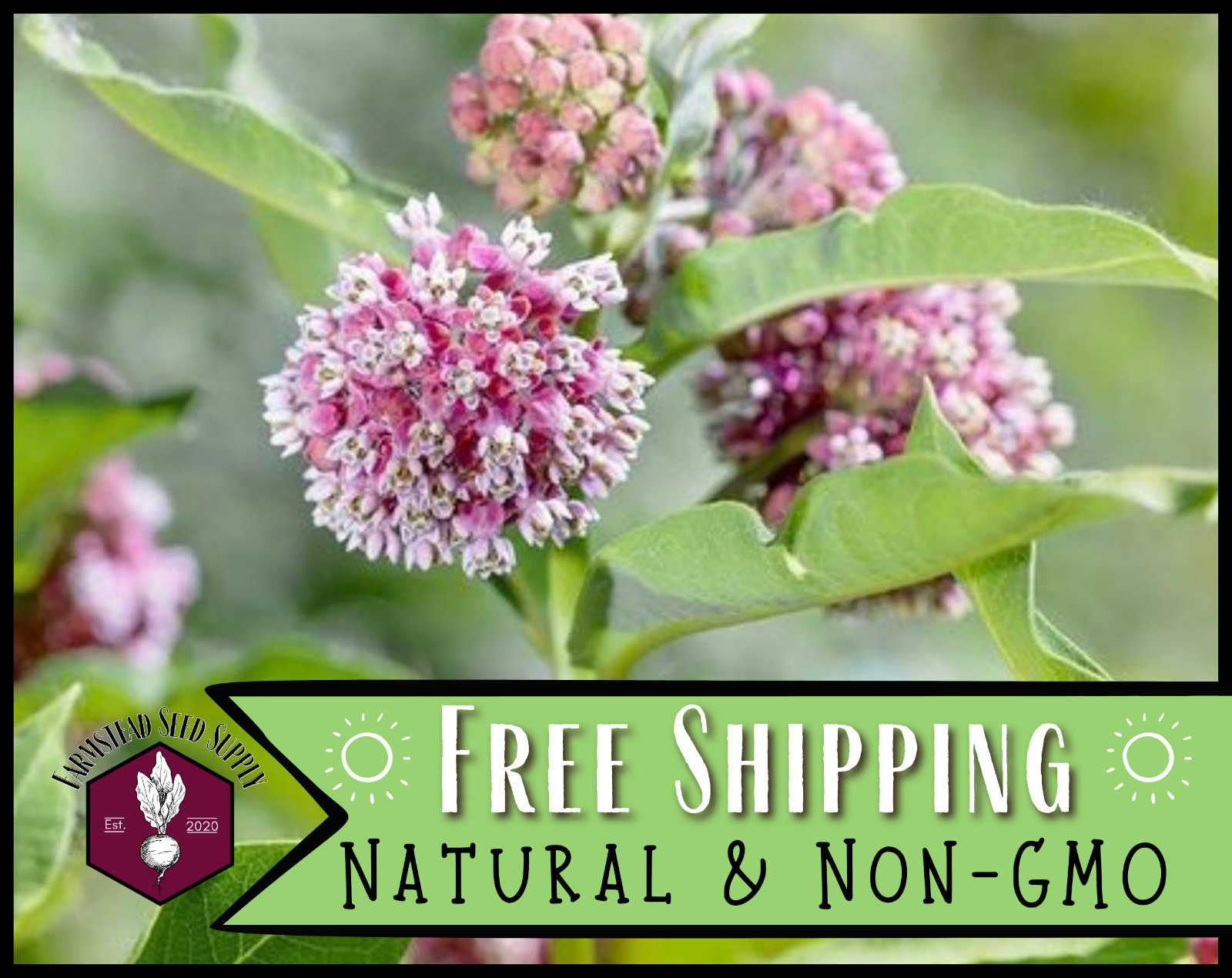 500 COMMON MILKWEED SEEDS [ACLEPIAS SYRIACA] NATIVE MONARCH BUTTERFLY FLOWER USA