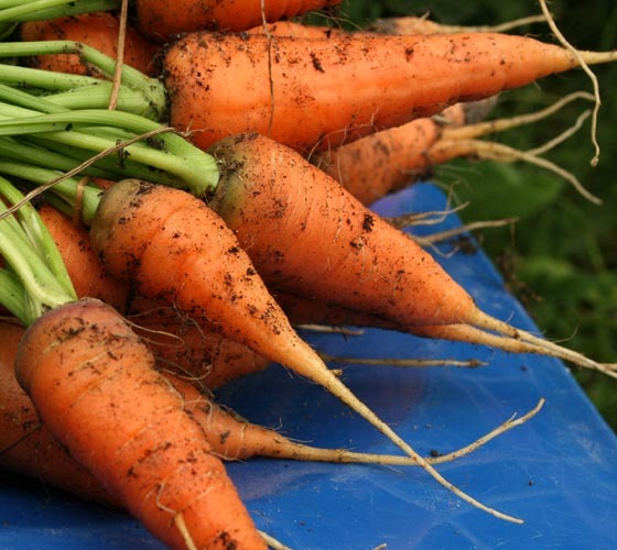 Carrot Seeds – Danvers 126, (Daucus carota)