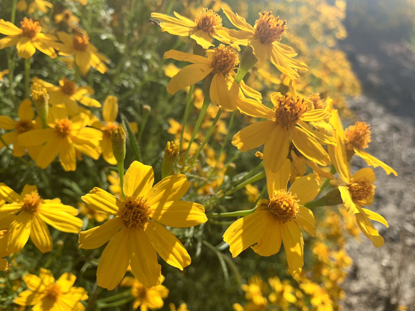 Mexican Marigold, Lemmon’s Marigold, Copper Canyon Daisy – 100+ seeds 2023 – USA