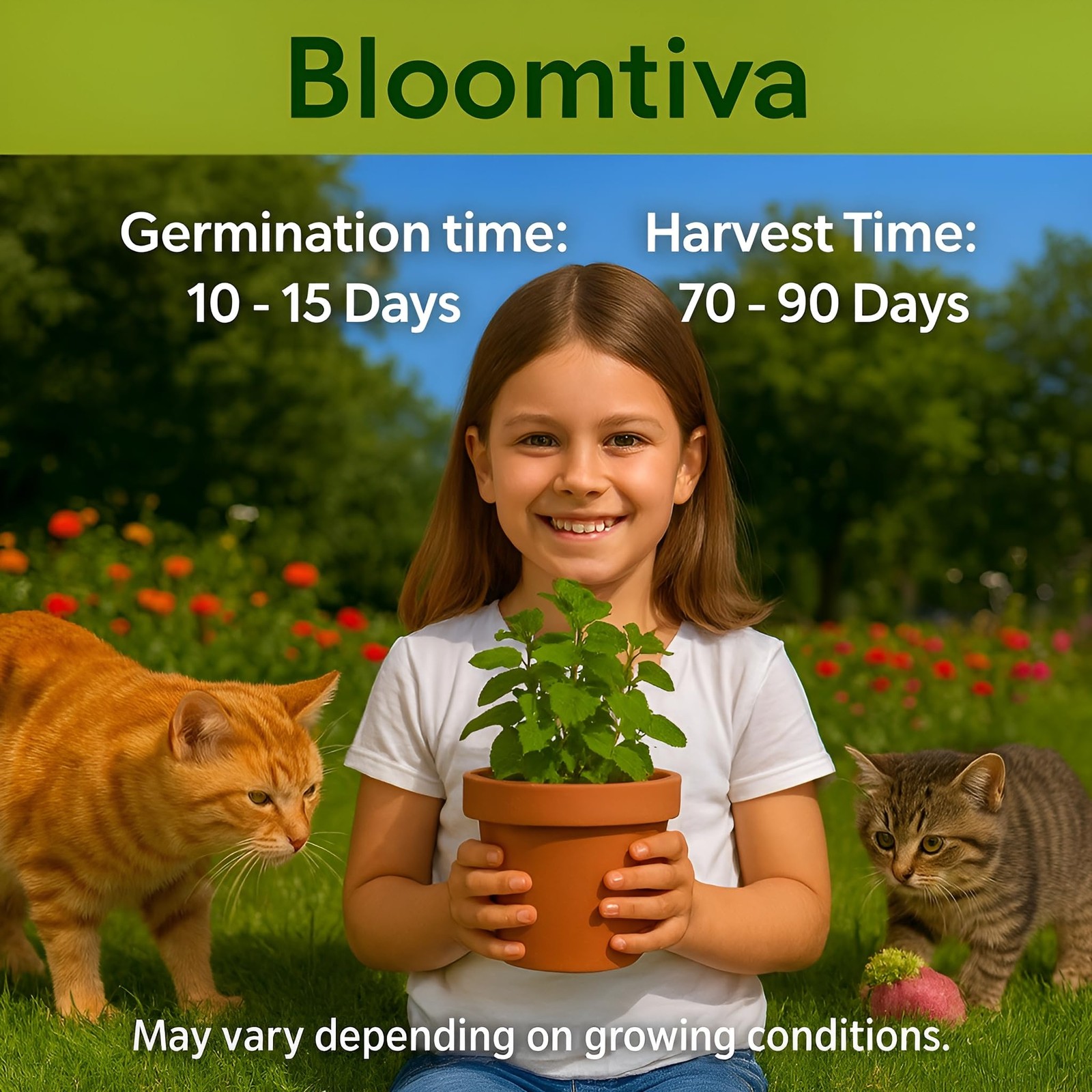 Catnip Seeds for Planting Indoors & Outdoors – High Germination Rate, Bulk Pack