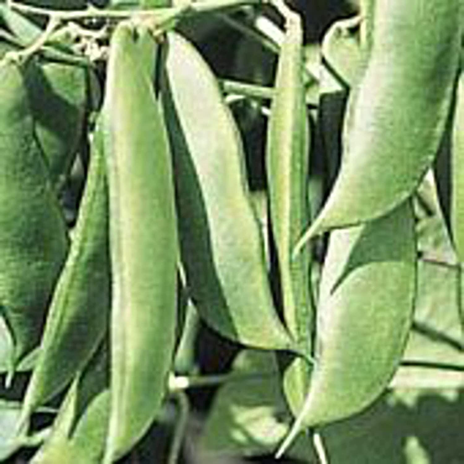 King of The Garden Lima Beans Seeds (20+ Seeds) | Non GMO | Vegetable Fruit Herb