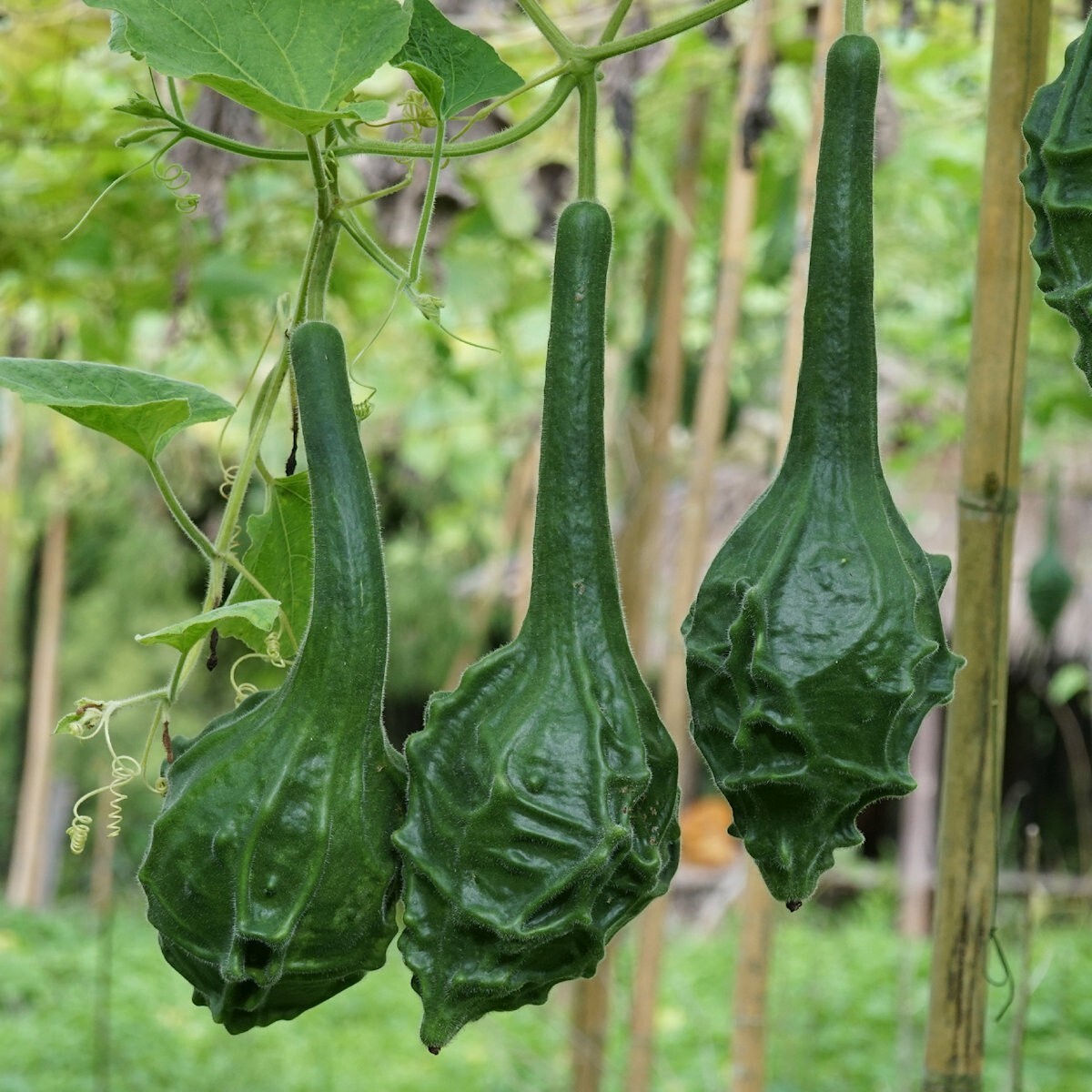 1 Oz Caveman’s Club Gourd Seeds – Everwilde Farms Mylar Seed Packet