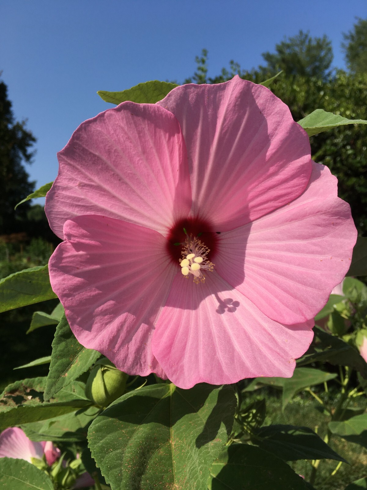 30 Pink Swamp Rose Mallow Seeds – Hardy Hibiscus Moscheutos, organic crop 2024