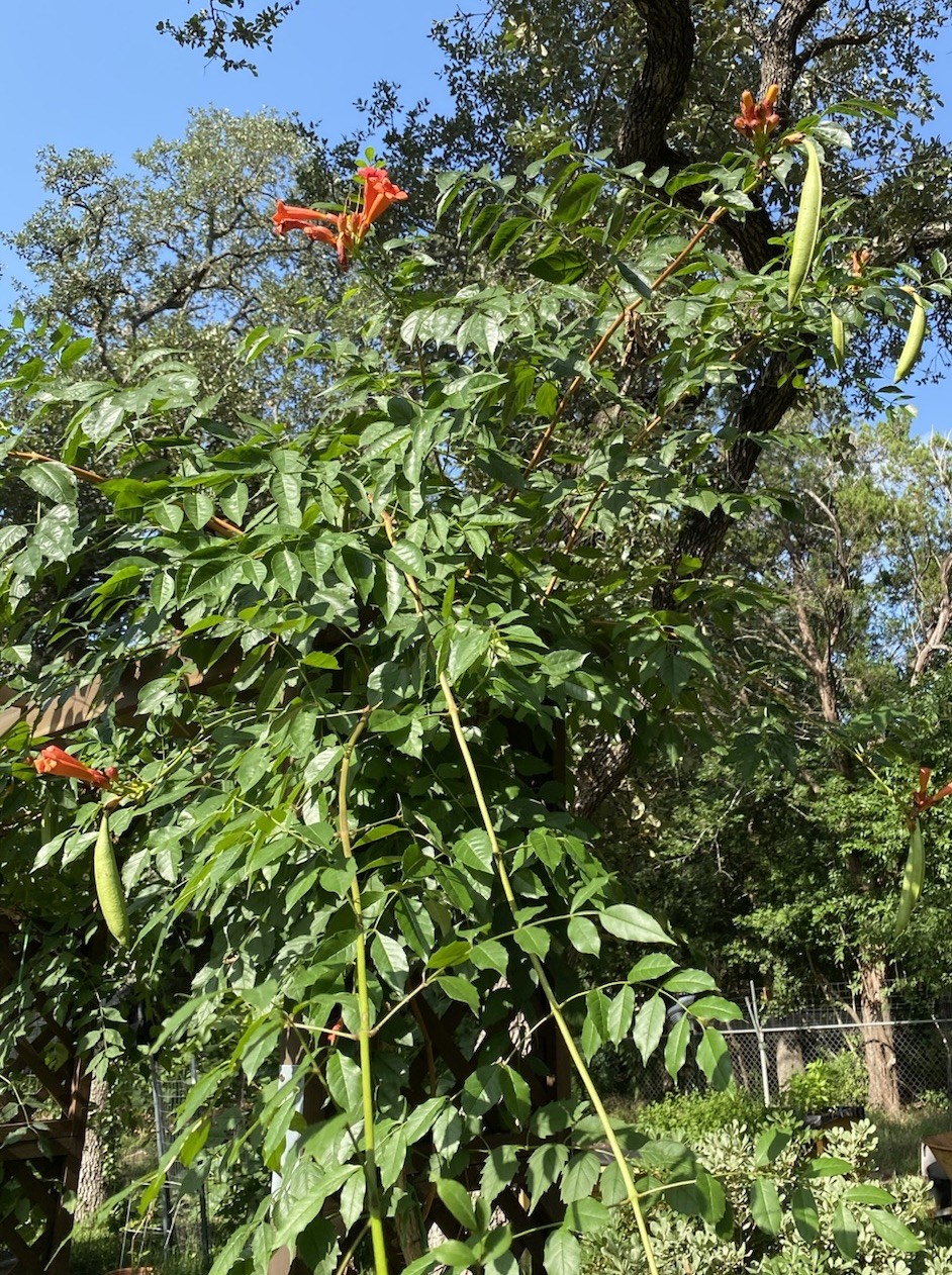 Orange Hummingbird (or Trumpet) Vine 25+ Seeds (Creeping Vine Plant) Pretty!