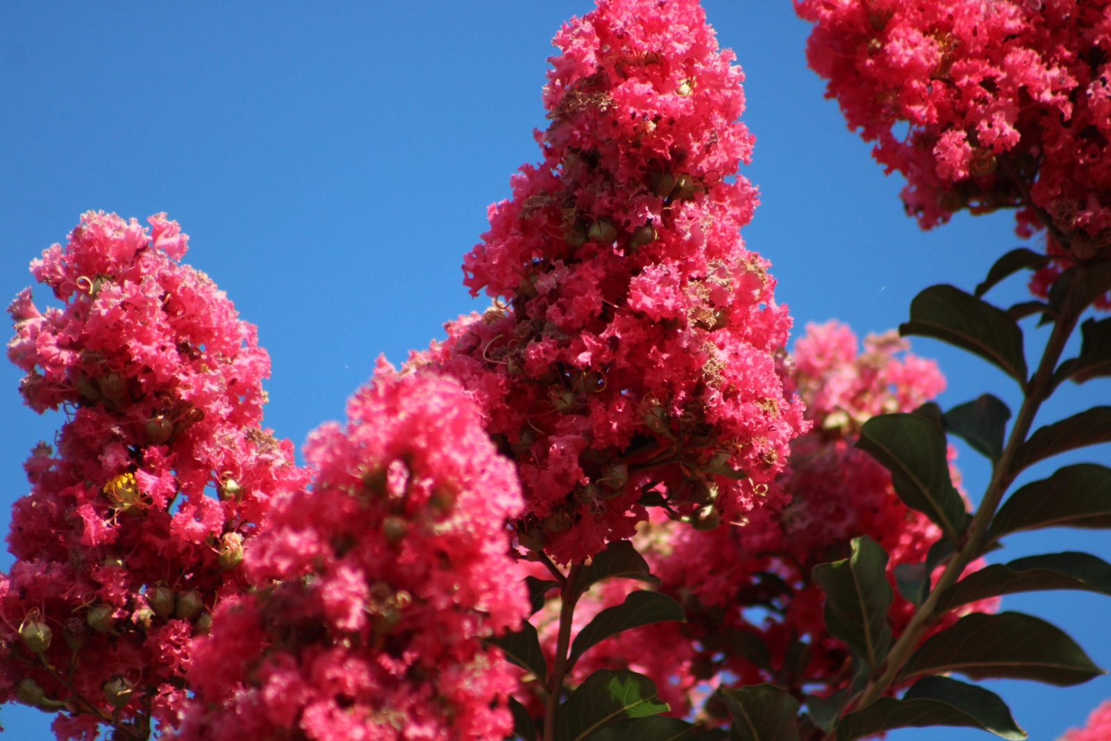 35 DARK PINK CREPE CRAPE MYRTLE Lagerstroemia Indica Bush Tree Flower Seeds