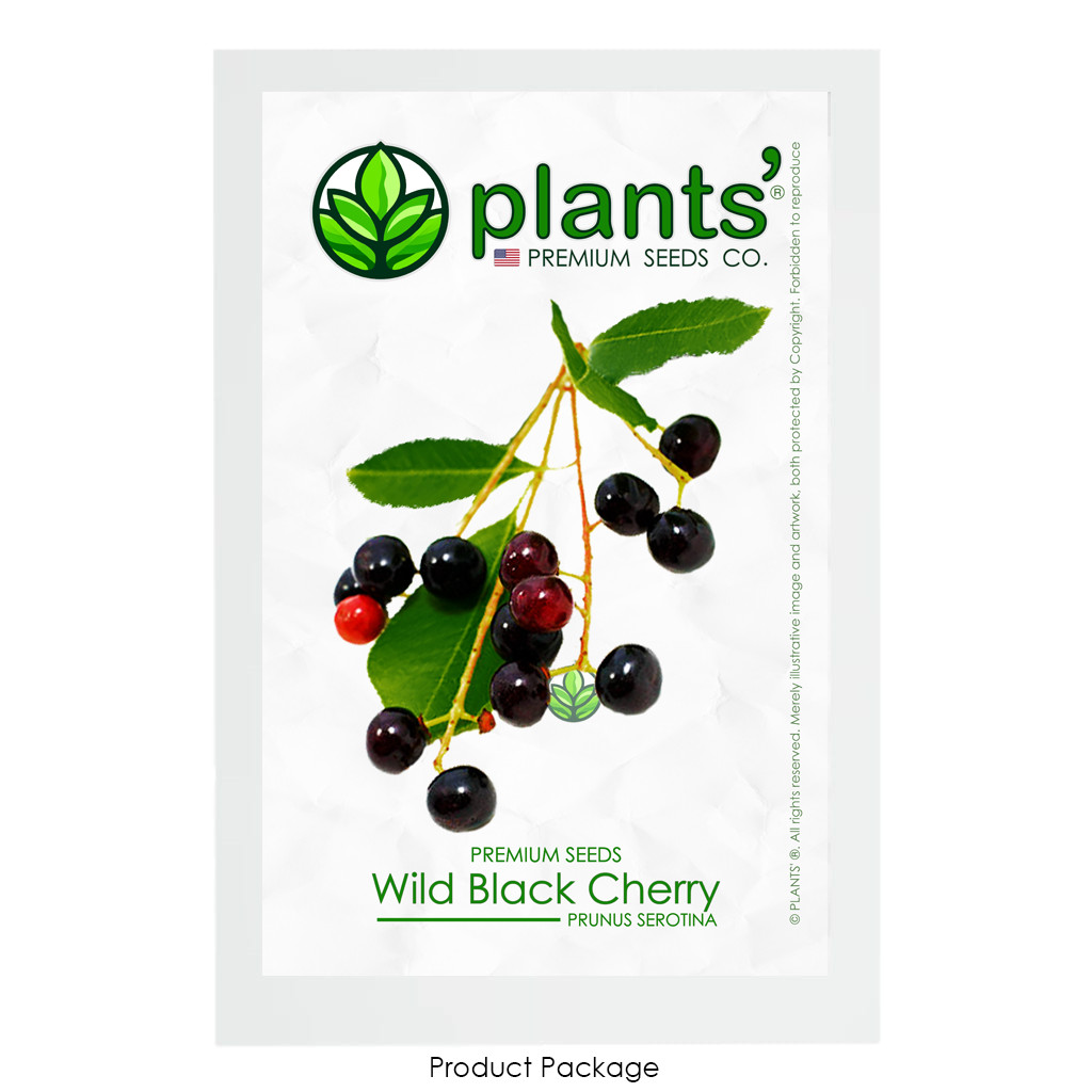 Wild Black Cherry | Premium Seeds | Prunus serotina ‘Fruit’ | Plants’®