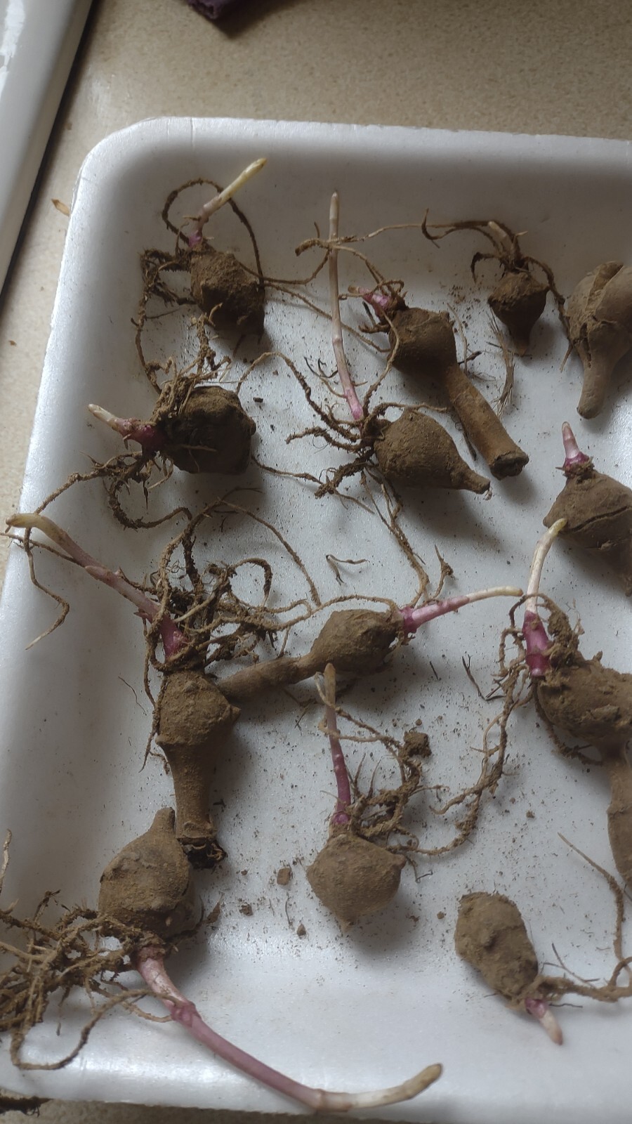 10 Very Small red organic Jerusalem Artichoke Tubers FOR PLANTING