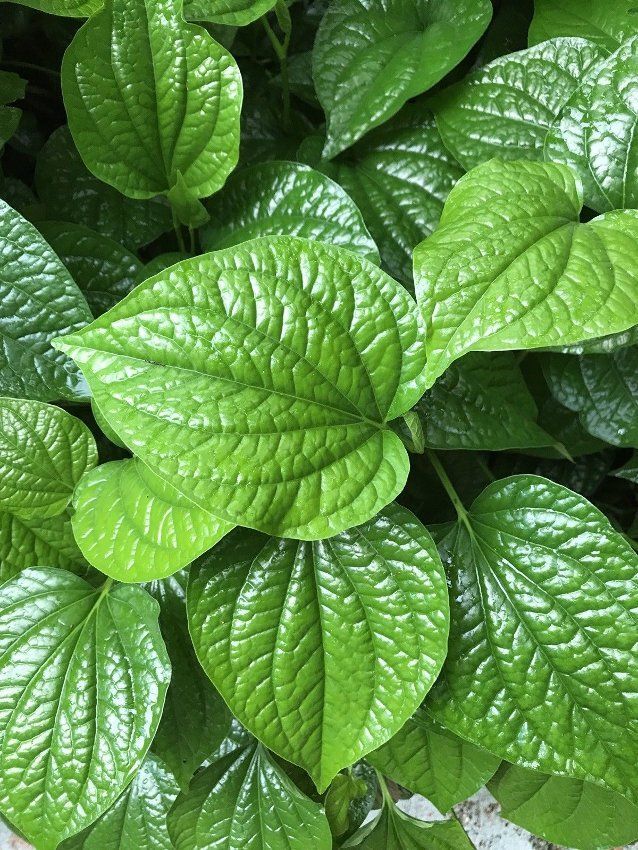 6 ( six )10′ – 15″ VIETNAMESE ORGANIC PIPER Lolot ( Lá Lốt ), BBQ Live Plants