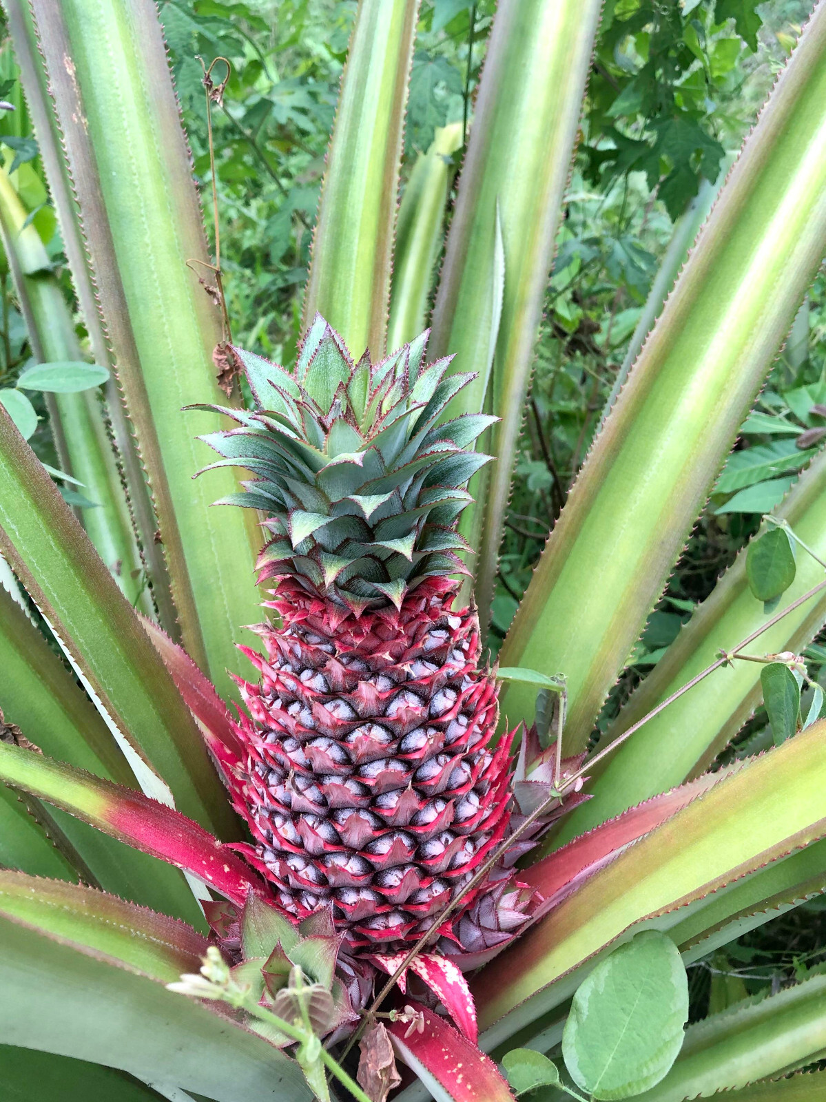 15+ Red Spanish Pineapple Seeds for Garden Planting – USA – FREE SHIPPING!