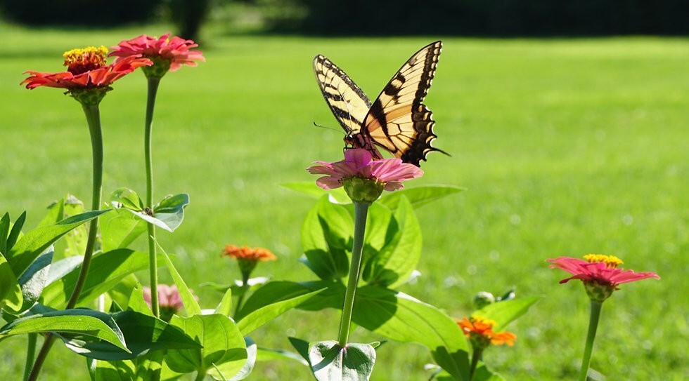 500+ Wildflower Mix HUMMINGBIRD BUTTERFLY SEEDS – Perennials Annuals Heirloom