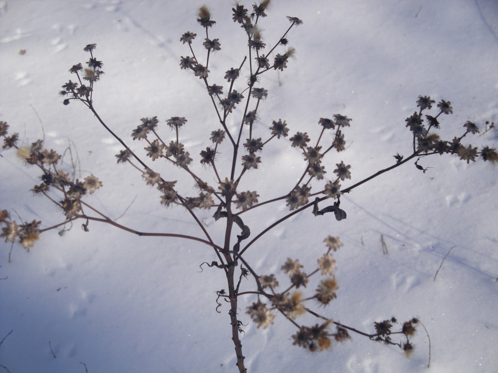 Vernonia noveboracensis New York Ironweed Native Perennial 50 seeds from 2025