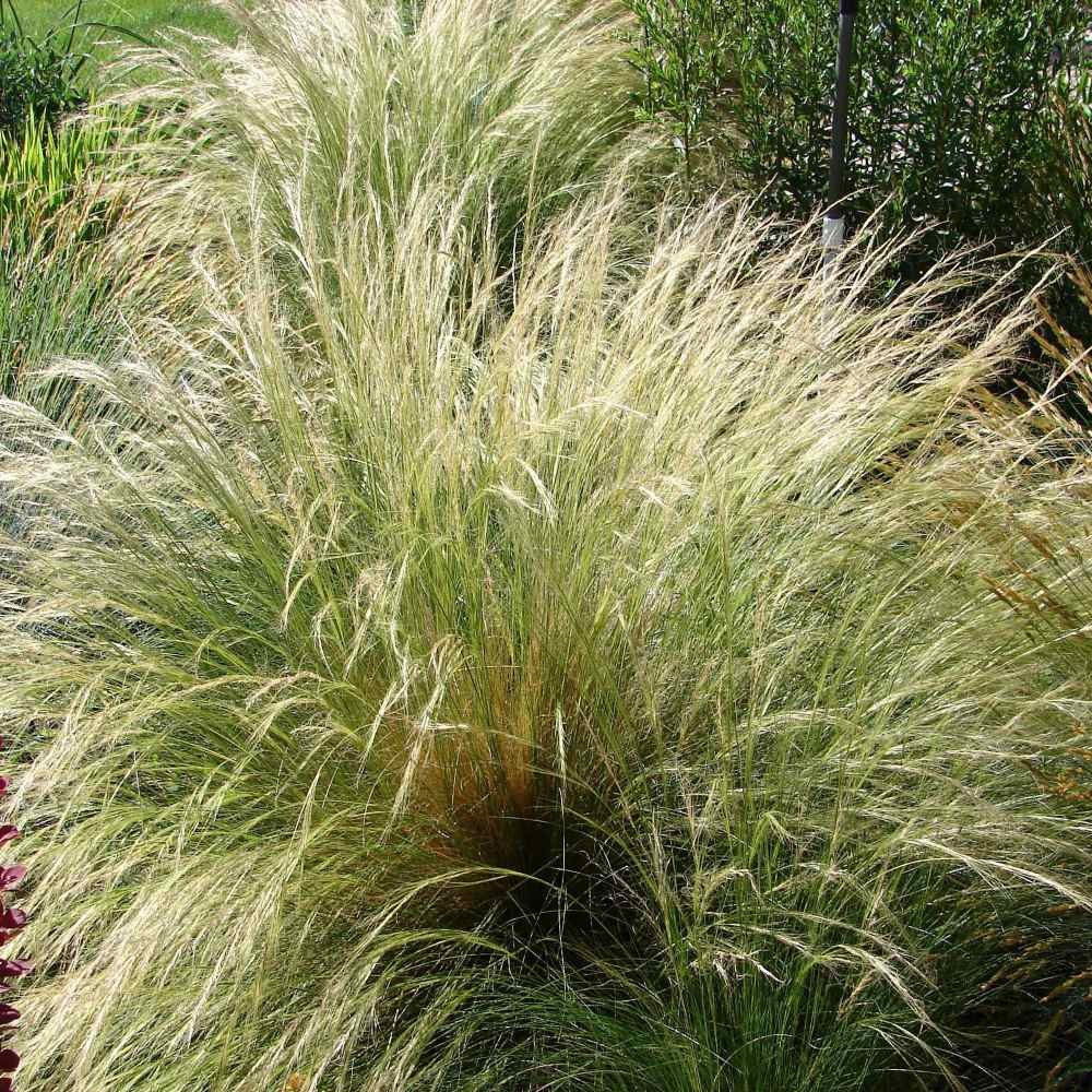1000 Seeds Stipa Tenuissima Mexican Feather Drought Tolerant Ornamental