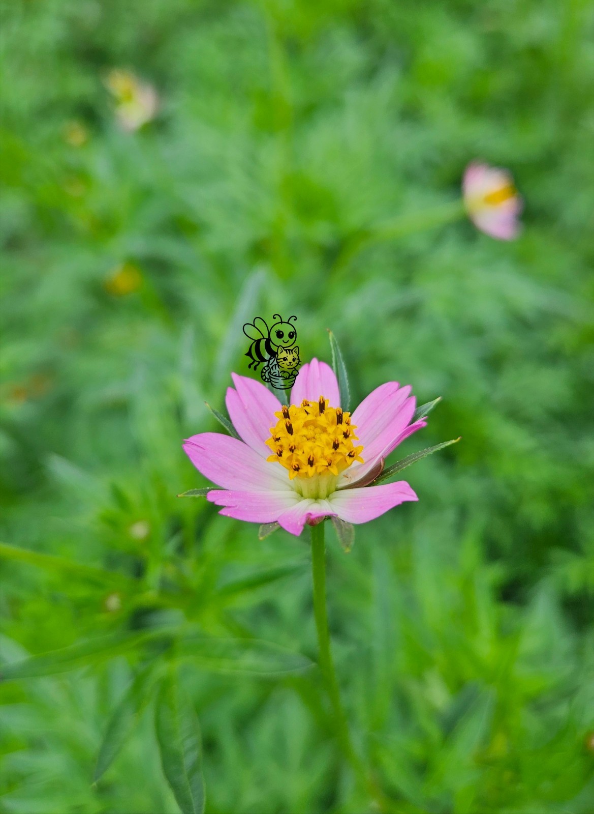 30± Seeds Ulam Raja Seeds /Kenikir– Fresh Cosmos Caudatus – Edible Herb