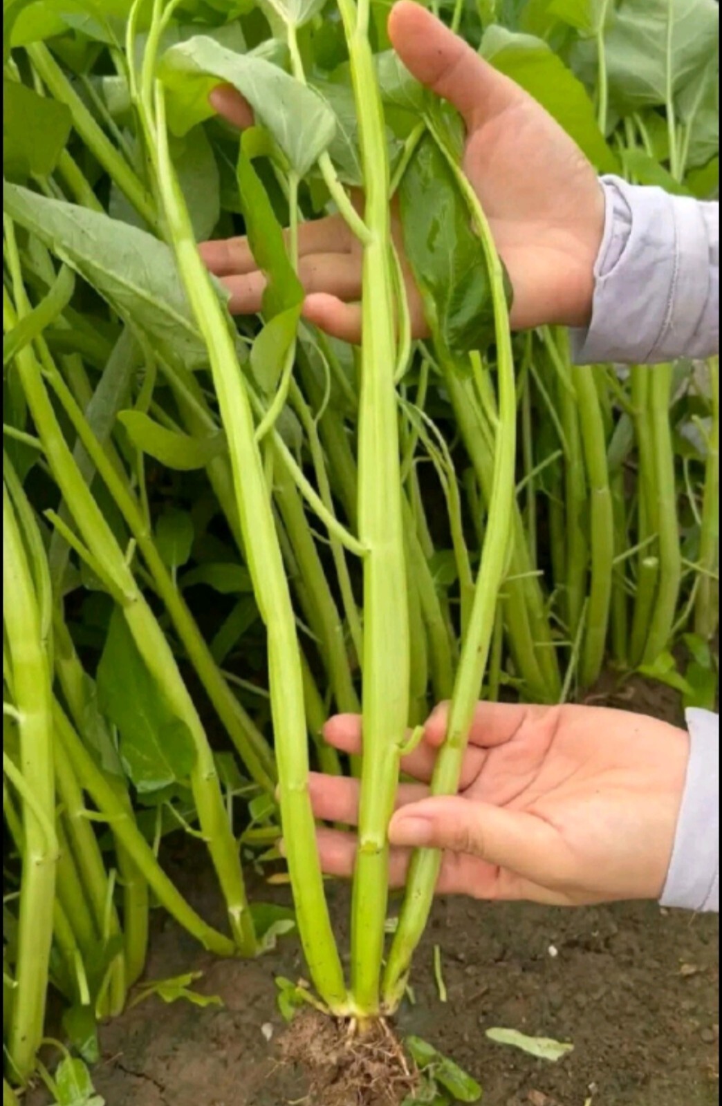 100+ Seed Water Spinach White for Yard & Garden – Non-GMO, Green Leaf Vegetable