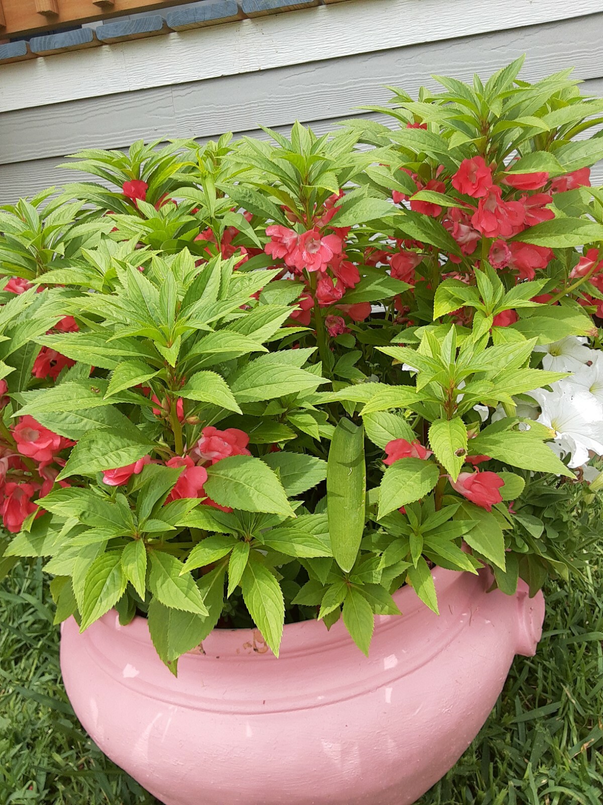 Semillas De Flor Belen (Varios colores ) (50+Seeds Various Colors)