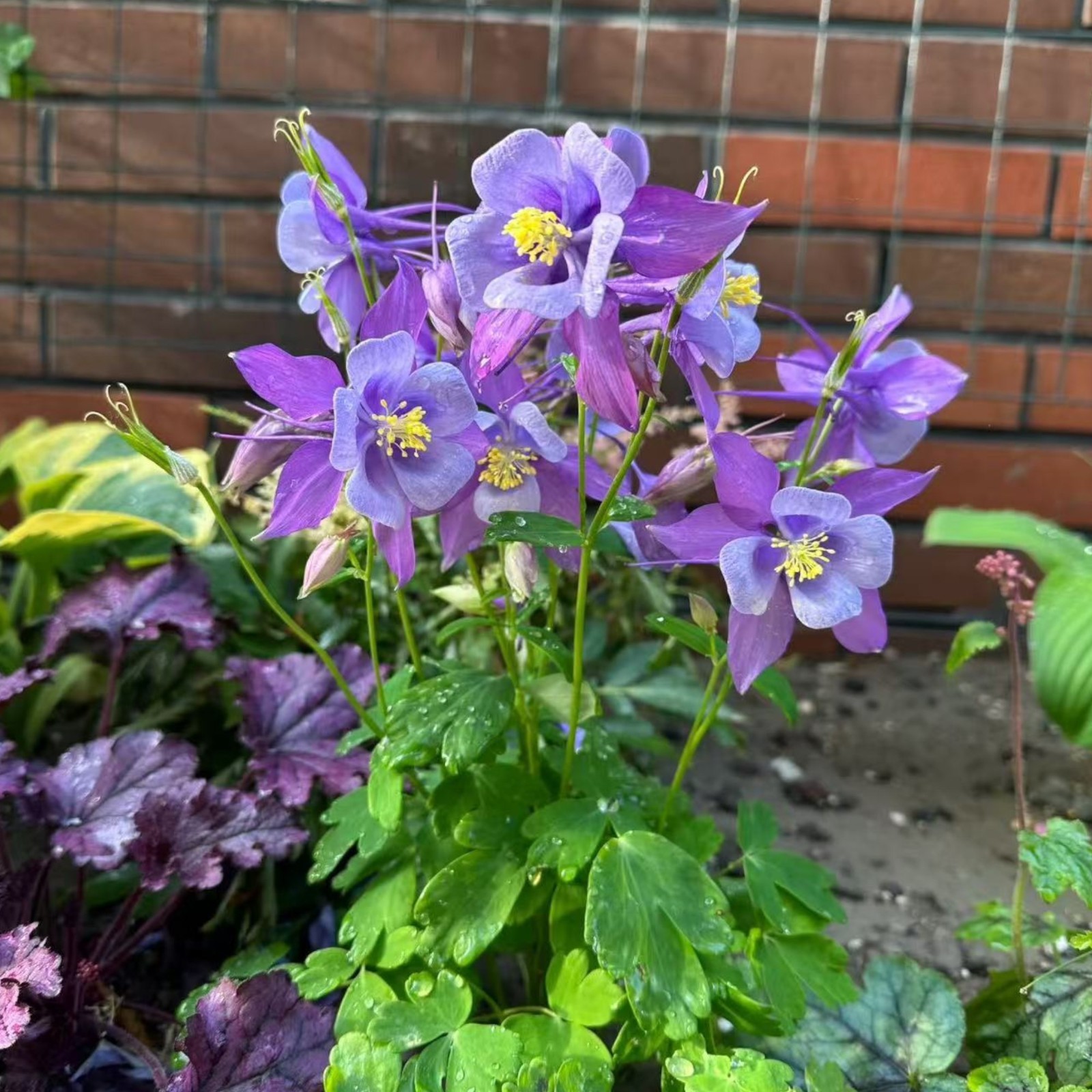 1000 Blue & White Columbine Seeds – Elegant Bi-Color Blooms for Shade Gardens