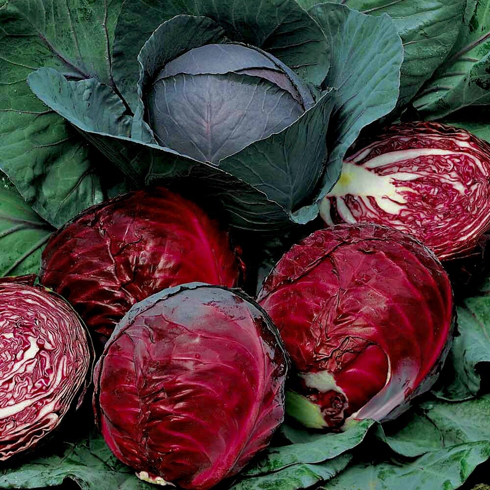 Red Acre Cabbage Seeds | Non-GMO | Fresh Garden 200+ Seeds| Heirloom|